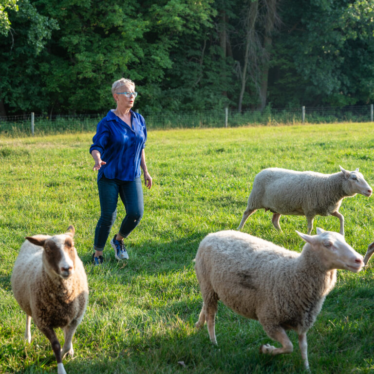 A woman, Laurie Van Wieren, dancing in a field with sheep.